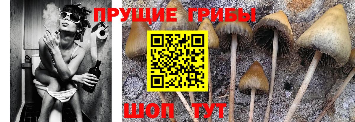Галлюциногенные грибы Magic Shrooms  закладка  Карпинск  Вход с VPN 